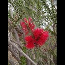 Melaleuca coccinea